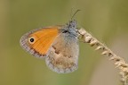 Maniola jurtina Maniola jurtina