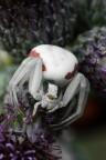 Misumena Vatia
