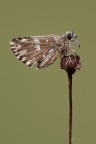 Pyrgus Pyrgus