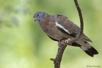 Colombaccio -Columba palumbus Colombaccio -Columba palumbus