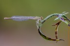 Platycnemis pennipes (versione naturale non POTATA) Platycnemis pennipes (versione naturale non POTATA)