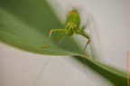 Occhitinti Occhitinti