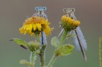 Maschio e femmina Platycnemis pennipes Maschio e femmina Platycnemis pennipes