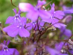 Violette Violette