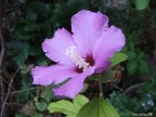 Fiore Fiore