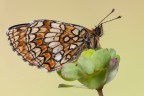 Melitaea athalia Melitaea athalia