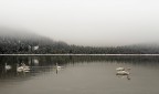 il lago dei cigni