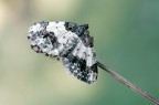 Ligdia adustata Ligdia adustata