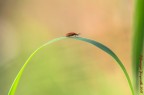 Linee e forme in natura Linee e forme in natura
