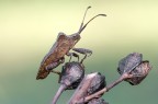 Coreus marginatus Coreus marginatus