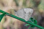 Maniola Jurtina Maniola Jurtina