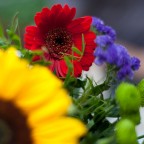 fiori fiori