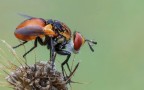 -Gymnosoma sp. -Gymnosoma sp.