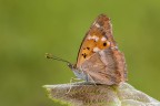 Apatura ilia Apatura ilia