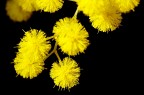 Mimosa Mimosa