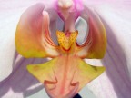 phalaenopsis phalaenopsis