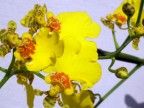 orchid mix orchid mix