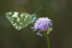 pontia edusa pontia edusa