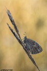 coenonympha pamphilus coenonympha pamphilus