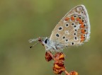 Polyommatus icarus.. Polyommatus icarus..