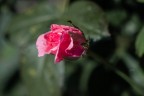 rosa rosa