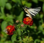 *** Un fiore per uno, non fa male a nessuno ***