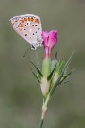 Polyommatus icarus Polyommatus icarus
