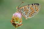 Melitaea didyma...