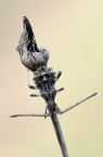 Centrocoris sp. Centrocoris sp.