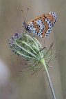 melitaea 2015. melitaea 2015.