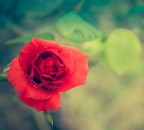 Al di la della qualit� dello scatto, discutibile per essere un close-up, anche se scattato a mano libera e con una leggera brezza che muoveva il fiore, la cosa che pi� mi piacedi questo mio scatto � l'impressione cheda l'interno della rosa..... non la vedete anche voi la rubiconda facciotta di un ragazzino col suo ciuffo ribelle ? 

Ogni commento come sempre sar� gradito.

DATI SCATTO

Nikon D60, Nikon AFS 18-55mm f/3.5-5.6, Esp 1/60 sec f/7.1, focale 55mm, ISO 200