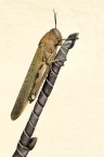 Anacridium aegyptium Anacridium aegyptium