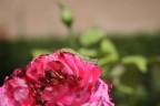 rosa +cavalletta addormentata