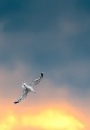 Icarus Icarus