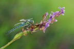 Brachytron pratense Brachytron pratense