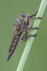Asilide Asilide