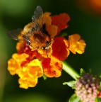 *** Il Barone Rosso ***