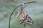 Papilio Machaon Papilio Machaon