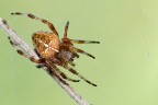 Araneus diadematus