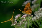 Argynnis paphia