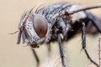 La mosca La mosca