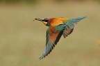 in ..volo! in ..volo!