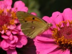 Colias alfacariensis Colias alfacariensis