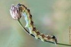 Helicoverpa armigera Helicoverpa armigera