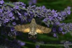 Macroglossa stellatarum Macroglossa stellatarum