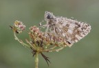 Pyrgus Malvae... Pyrgus Malvae...