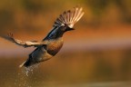 al...volo al...volo