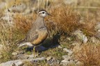 Piviere tortolino (Charadrius morinellus) Piviere tortolino (Charadrius morinellus)