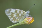 Una fresca Pontia Una fresca Pontia