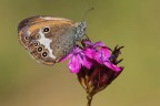 Coenonympha urcaina Coenonympha urcaina